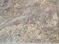 Der Sibirische Steinbock ist kaum sichtbar, wenn er am Fels klettert.