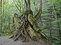 Baumwurzeln im Kiental, in Bayern