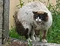 Diese Hauskatze hat wohl Angst: Sie faucht und hat ihre Haare aufgestellt. Dadurch wirkt sie größer.