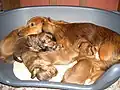 Eine Plastikwanne dient dieser Hundefamilie als Nest.
