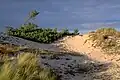 Eine Düne auf Darß, einer Insel in der Ostsee