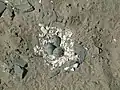 Ein versteinertes Nest von Dinosaurier-Eiern, gefunden in Polen
