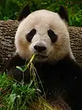 Pandas mit schwarz-weißem Fell sind eine Bärenart aus China. Sie ernähren sich vor allem von Bambus.