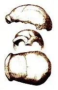 Eine Zeichnung des berühmten Schädel-Teils aus dem Neanderthal