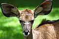 Diese Antilope lenkt auch leise Töne mit ihren großen Ohrmuscheln in die Ohren.