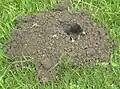 Maulwürfe sieht man in der Natur höchst selten.