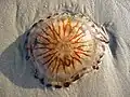 Ans Ufer gespült muss eine Qualle sterben. Diese Kompass-Qualle wurde am Strand der deutschen Insel Juist gefunden.