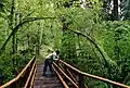 Weg durch einen Urwald im Nordwesten der USA