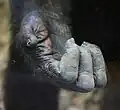 Die Hand eines Schimpansen ähnelt stark der Hand eines Menschen.