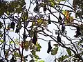 Viele Komoren-Flughunde am Baum