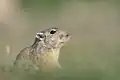 In Tunesien: Sandratten sind keine Ratten, sie gehören zu den Rennmäusen.