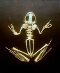 Skelett eines Froschs