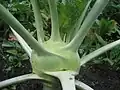 Der Kohlrabi bildet eine dicke Knolle.