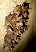 Diese Fledermäuse halten gemeinsam Winterschlaf. Manche fallen dabei herunter und sterben.