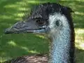 Vögel haben Ohren ohne Ohrmuscheln.