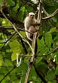 Das Seidenäffchen ist ein Neuweltaffe. Es lebt am Amazonas in Südamerika.