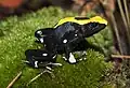 Noch ein gelb-schwarzer Färberfrosch