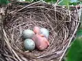 Aus einem dieser vier Amsel-Eier ist bereits ein Küken geschlüpft.