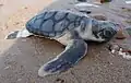 Diese junge Wallriffschildkröte ist gerade geschlüpft und krabbelt möglichst schnell ins Meer.