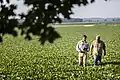 Farmer in den USA in einem Feld mit Soja-Pflanzen.