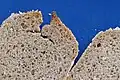 Braunbrot aus Dinkelmehl