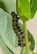 Aus dieser Raupe wird bald ein Schmetterling.