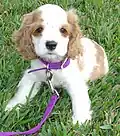 Eine ganz junger Cocker Spaniel