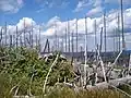 Baumsterben auf dem Großen Rache in Bayern