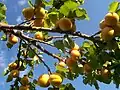Aprikosen sollten am Baum möglichst gut ausreifen.