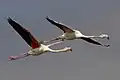 Flamingos können gut fliegen.