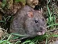 Eine Wanderratte mit ihren kleinen Pfoten und Krallen.