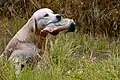 Dieser Hund bringt eine Ente aus Plastik.