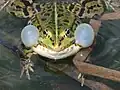Dieser Teichfrosch quakt gerade. Man sieht es an den Schallblasen.