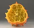 Eine Hornmelone oder Horngurke aus Afrika, die auch zu den Kürbisgewäschsen gehört