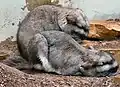 Zwei Viscachas in einem Zoo beim Ausruhen