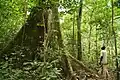Im Regenwald von Gabun