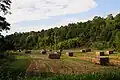 Hier trocknet der Tabak direkt auf dem Feld.