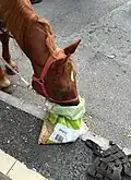 Dieses Pferd frisst Hafer.