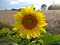 Eine Sonnenblume besteht aus vielen einzelnen Blüten.