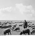 Ein Schäfer mit seiner Herde, Bild aus der Zeit der Deutschen Demokratischen Republik