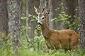 Wildtiere wie dieser Rehbock fühlen sich in den ausgedehnten Wäldern wohl.