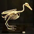 Riesensturmvogel aus der Antarktis