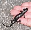 Ein Alpensalamander passt gut in die Hand eines Menschen.