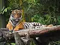 Ein Malaysischer Tiger im Nationalzoo