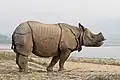 Indisches Nashorn im asiatischen Land Nepal
