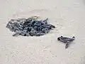 Frisch geschlüpfte Schildkröten-Babys kämpfen sich aus dem Sandgruben-Nest.
