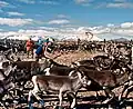Eine Rentier-Herde in der schwedischen Tundra