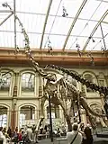 Ein Dinosaurier-Skelett im Museum für Naturkunde, in Berlin