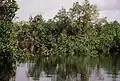 Ein Mangrovenwald am Ufer des Flusses Gambia