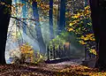 Wald in einem Park in Polen